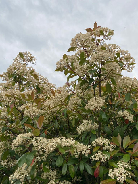 Unidentified tree