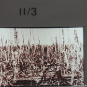 IMG-1184