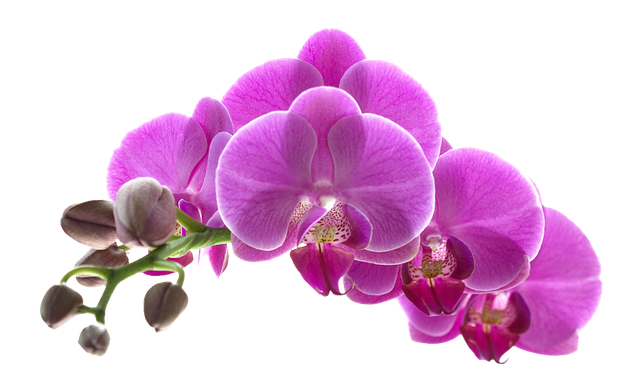 pngegg (56).png