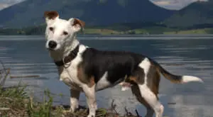 Boost Your Jack Russell's Skin and Coat Health