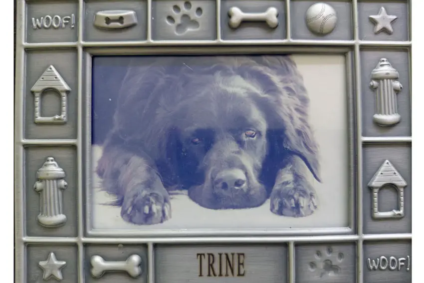 National Rescue Dog Day Celebrates the Joy of Adopting Shelter Pets