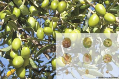 Manzanillo olive tree