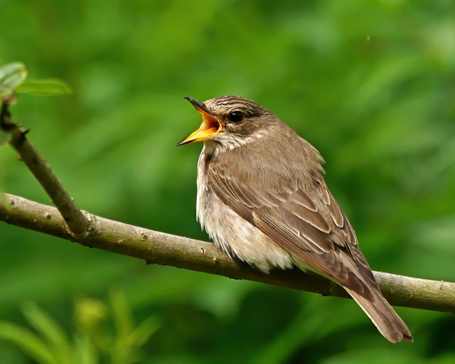 Серая мухоловка (Muscicapa striata)