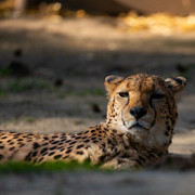 Gepard