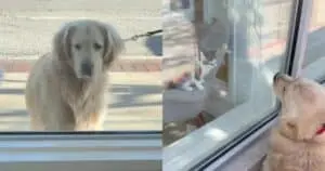 Golden Retriever Meets Shelter Cats He's Been Fascinated By