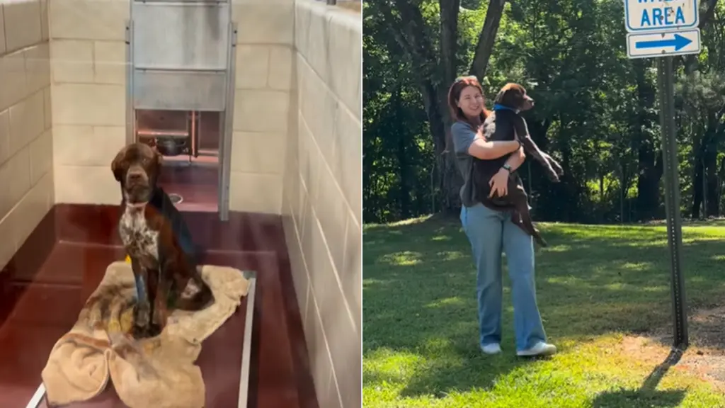 Shelter Dog Finds Comfort in New Home After Adoption