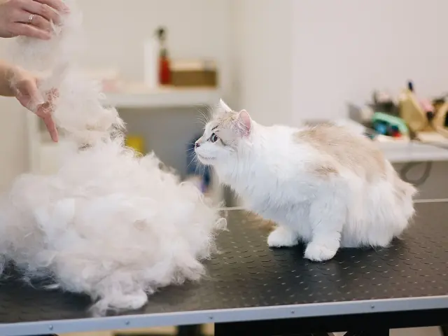 Cat grooming