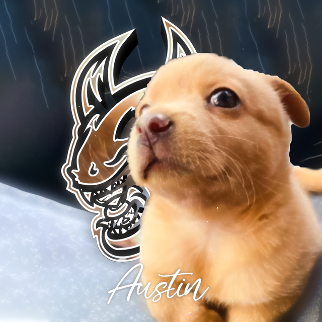 austin.png