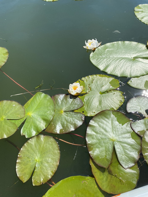 4-BF98873-2671-4-D58-9-C71-3-DB09-AEE076