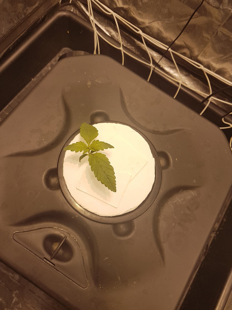 hydro-9-days