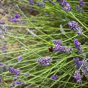 DSCF4192