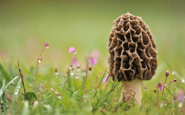 mushroom-wallpaper-nice