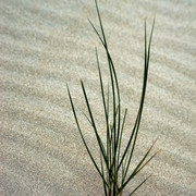IMGP0571