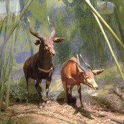 Nyala