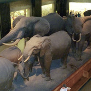 African Elephant