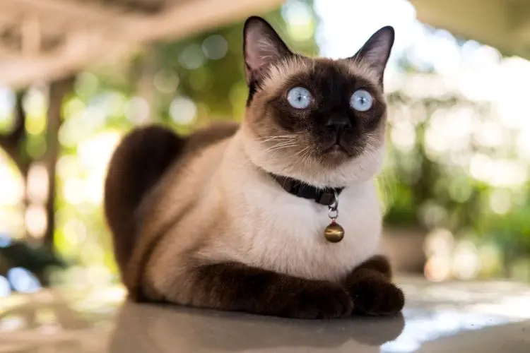 Your Cat May Be Secretly Running Your Household