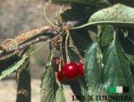 Antracnosis Anthracnose of the cherry tree