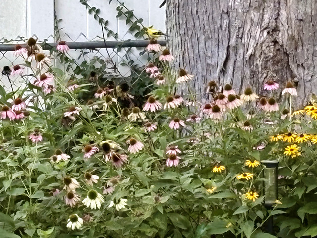 IMG 4649.jpg