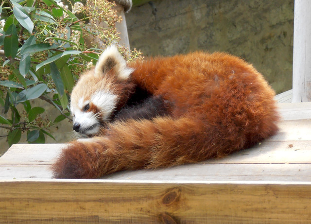 Panda Rouge