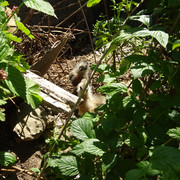 DSC03348