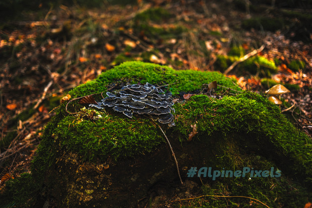 20231011-Alpine-Pixels-75.jpg