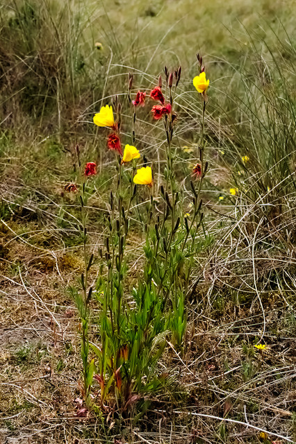 s-IMGP3189.jpg