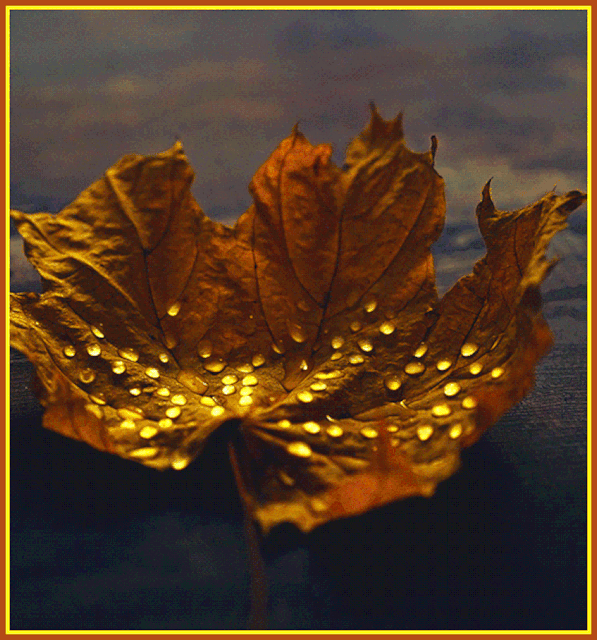 IMG-4431.gif