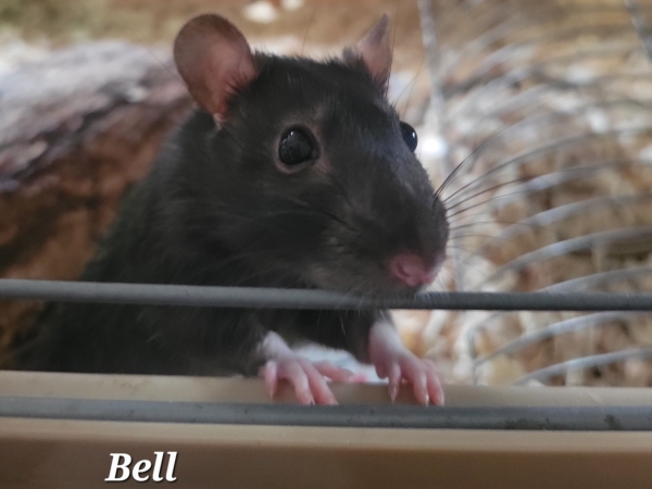 bell
