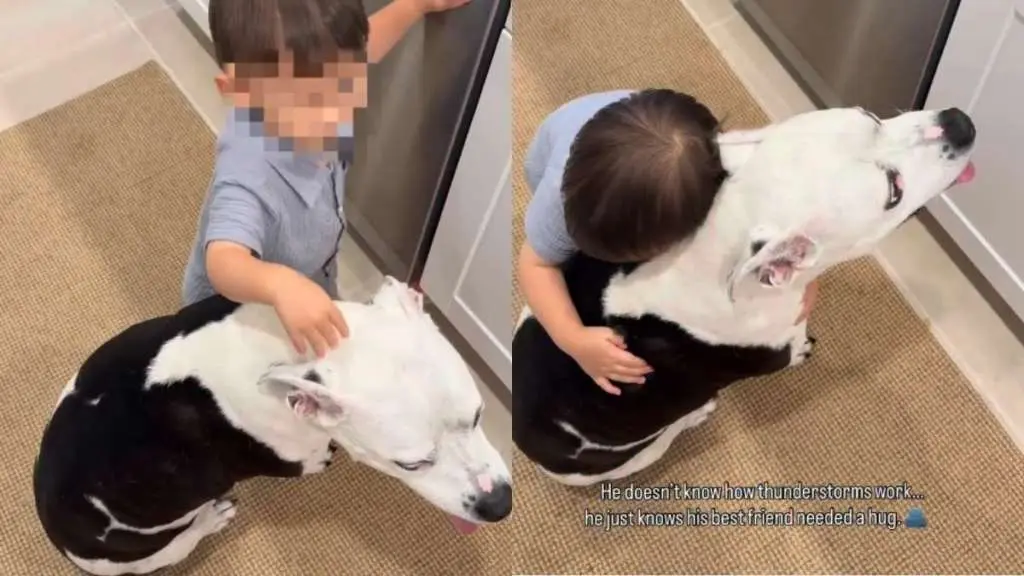 Loyal Dog Finds Comfort in Boy’s Embrace During Storm