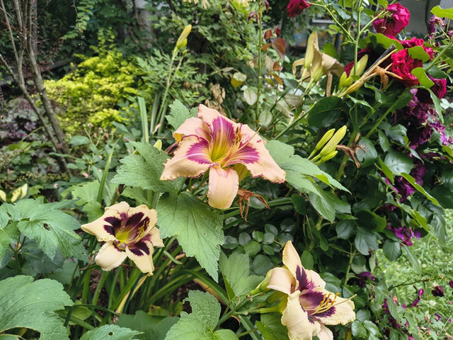 hemerocallis2.jpg