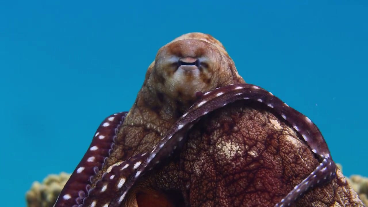 Secrets of the Octopus Screenshot