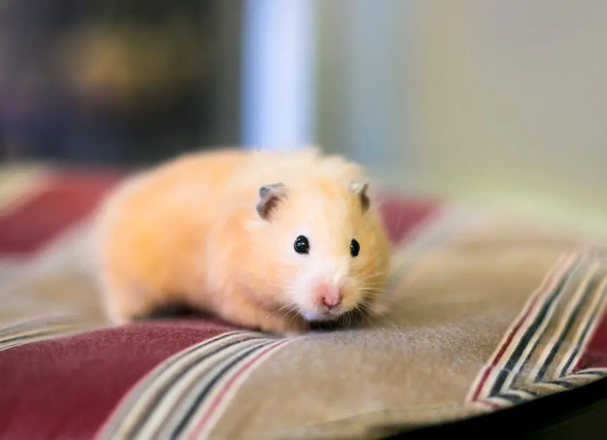 Understanding Lymphocytic Choriomeningitis Virus Risks in Pet Hamsters