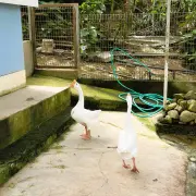 Green View Garden17