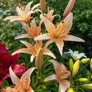 flo12