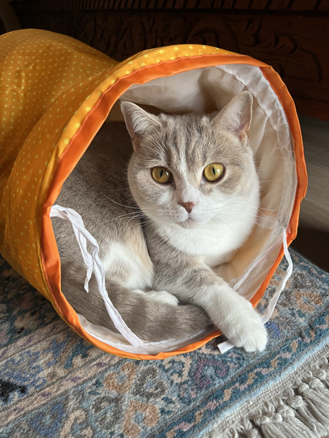 Poupoune