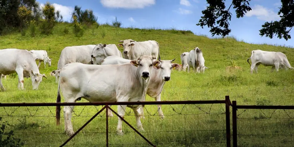 Grasgevoerd Chianina Rundvleespakket – 100% Premium, Puur en Duurzaam Vlees - Vleeskopenbijdeboer.nl