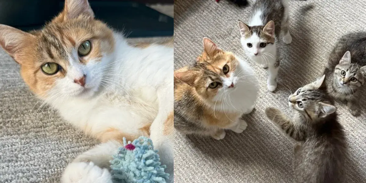 A Mother Cat's Journey to Safety After Protecting Her Kittens