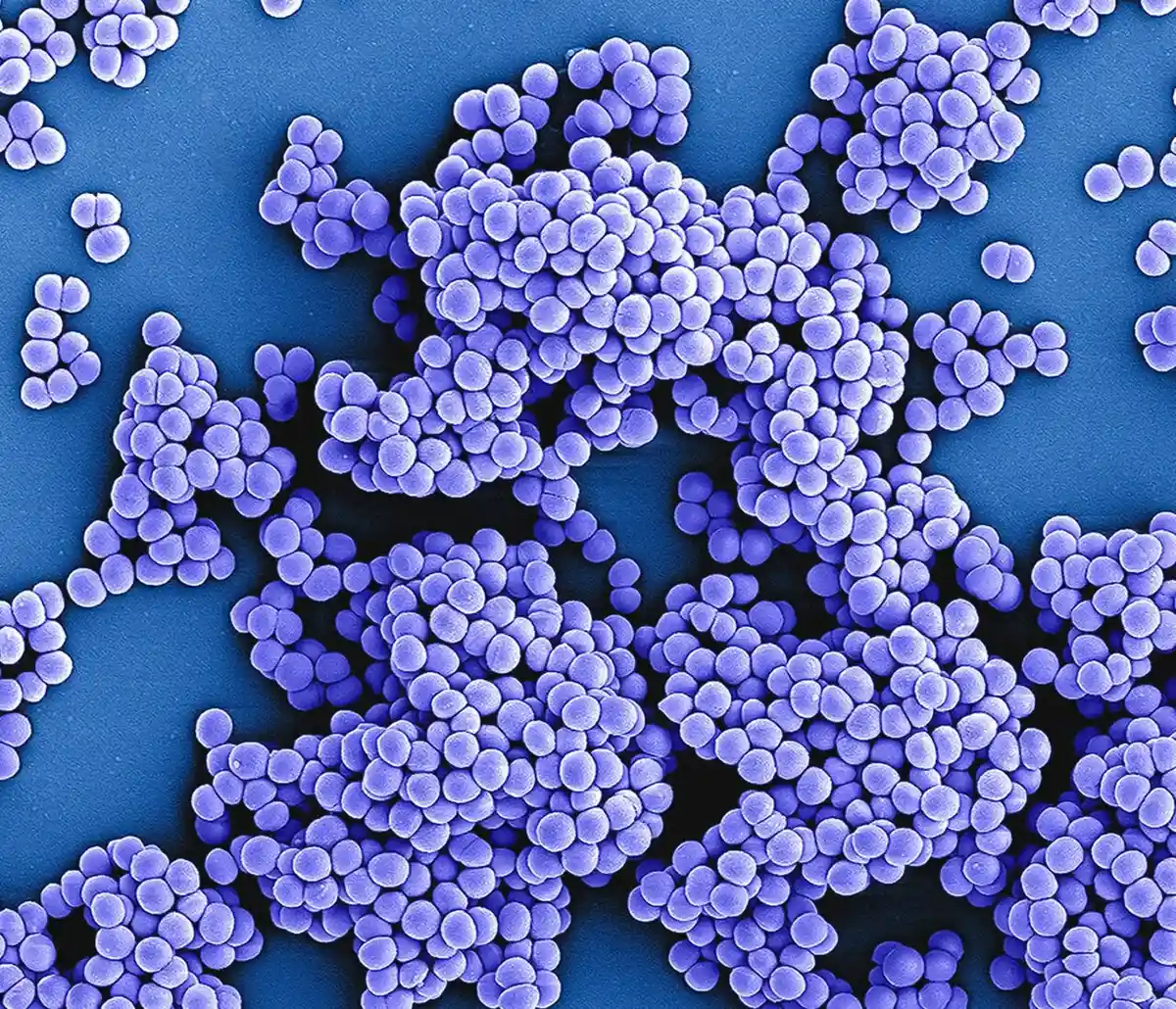 New Findings on Mitochondrial Fission Reveal Potential in Combating Bacterial Resistance