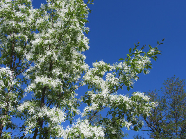 IMG-7784