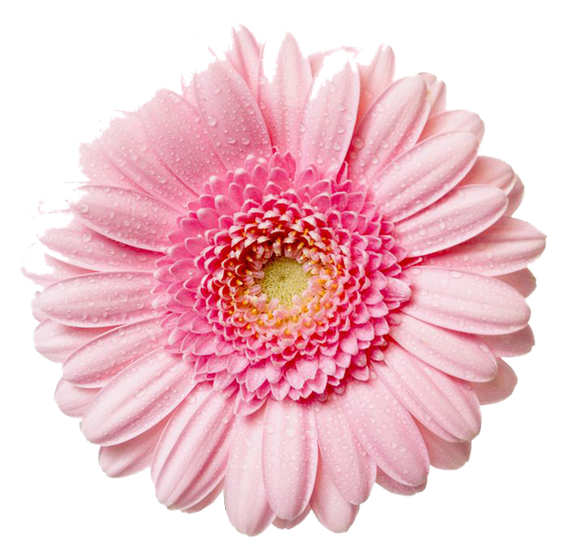 pngegg (74).png