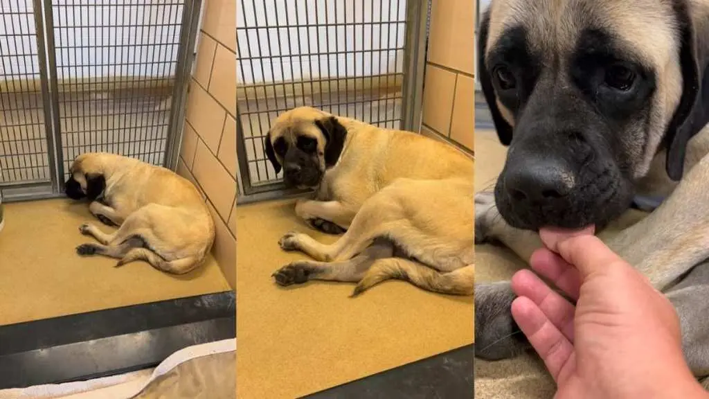 Neglected Shelter Dog Finds New Hope