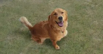 Best Pill Pockets for Golden Retrievers