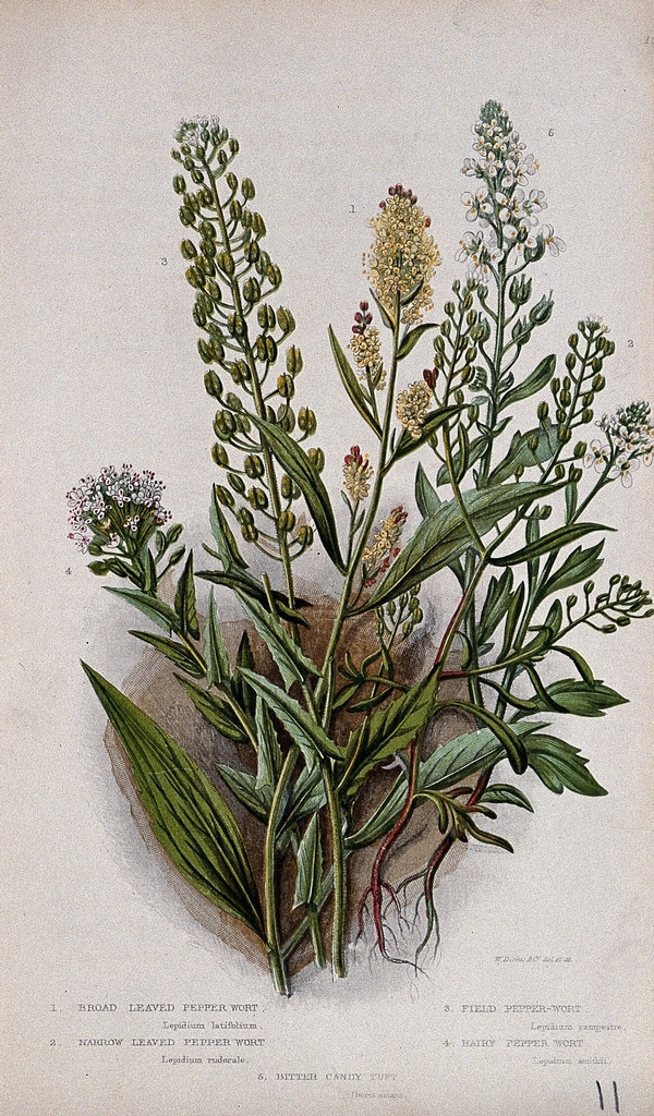 Иберийка горчива (Iberis amara) Иберийка горчива (Iberis amara)