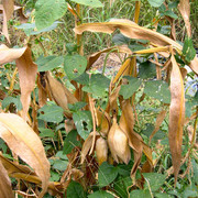 Penny-Rile-Corn07-s