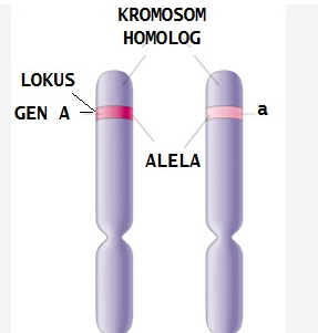 Hubungan DNA gen alel kromosom dan lokus dalam pewarisan sifat ternak