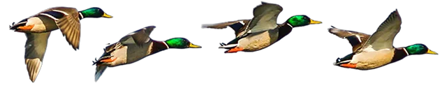 Ducks