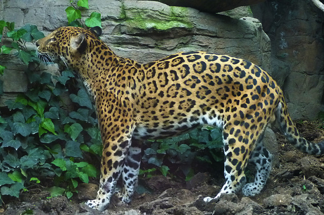 Jaguar