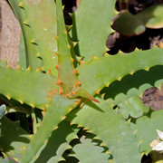 IMG-7582