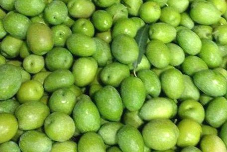 Olivier Giarraffa, olives de grande taille