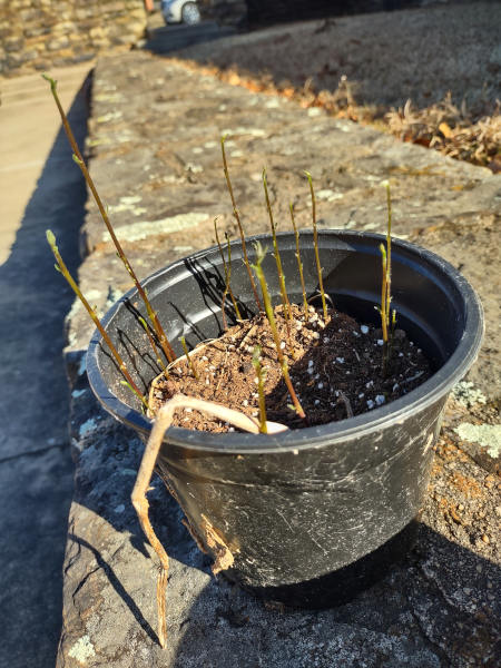 Sprouts-Two2-9-2022-s.jpg